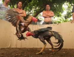 Cockfighting