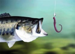 Fish worm