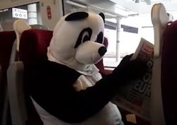 Panda reading newspaper in train
