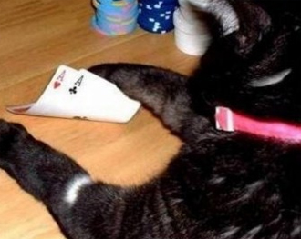 cat poker