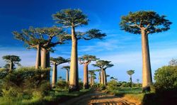 Madagascar landscape