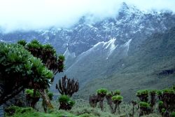 Rwenzori Mountains